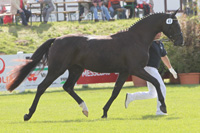 StPrSt. SWEET DIAMOND v. San Amour / Depardieu (Anita Ruppel-Nagy, Grammentin).